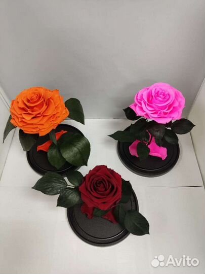 Роза в колбе оптом и в розницу