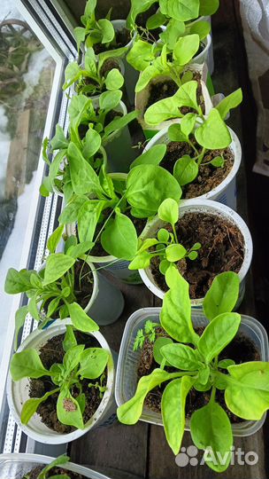 Рассада петуния разноцветной