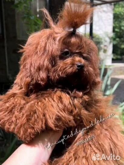 Вязка Chen Teacup Teddy Poodle micro