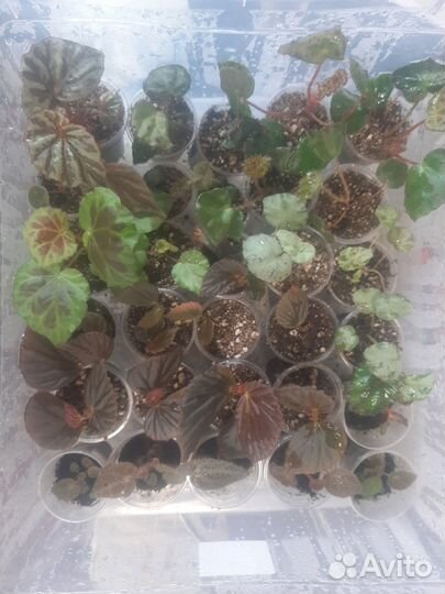 Природные бегонии