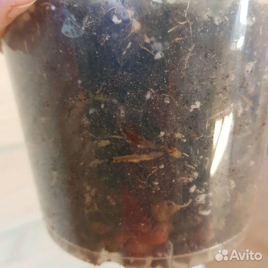 Монстера тайское созвездие