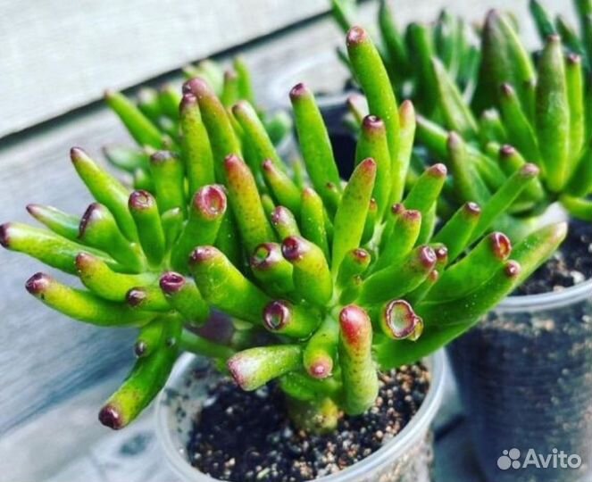 Крассулы на срез