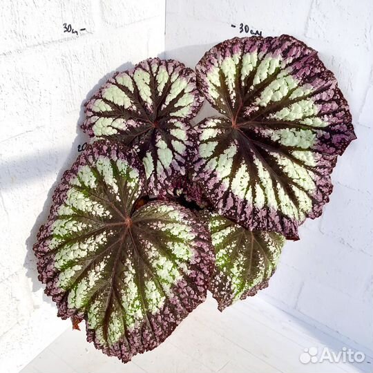 Бегония фейерверк