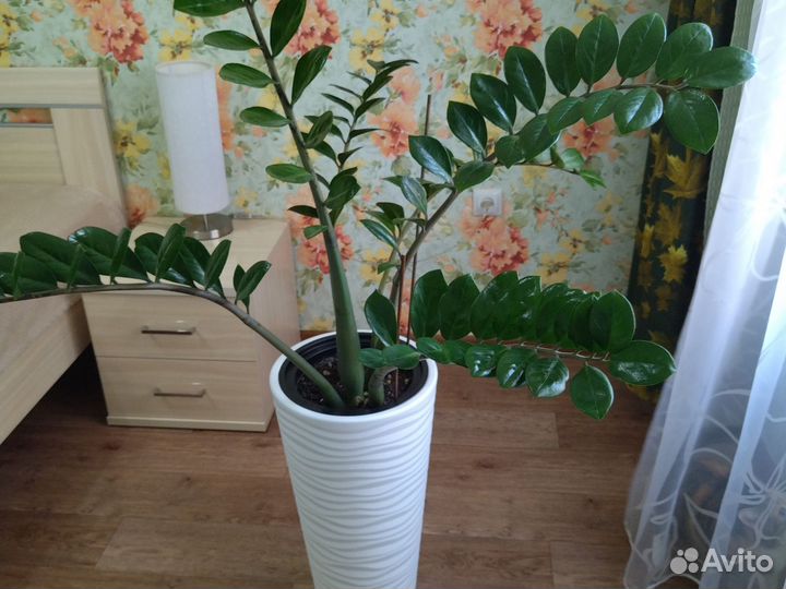 Замиокулькас