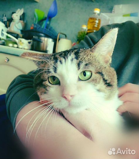 Подарите котику дом