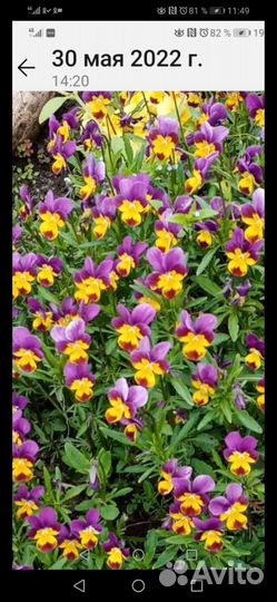 Бадан, ромашки, флоксы