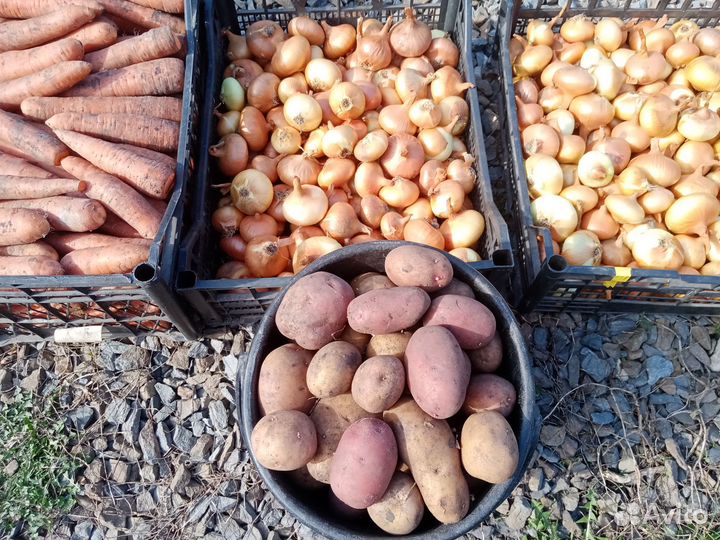 Продаю картофель, лук, морковь. Доставка