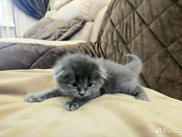 Шотландская