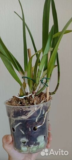 Каттлея Blc. Tetra Lip x Bl. Morning Glory