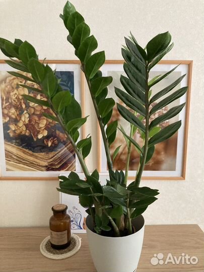 Замиокулькас/ денежное дерево