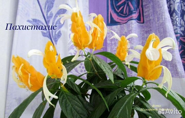 Пахистахис, черенок