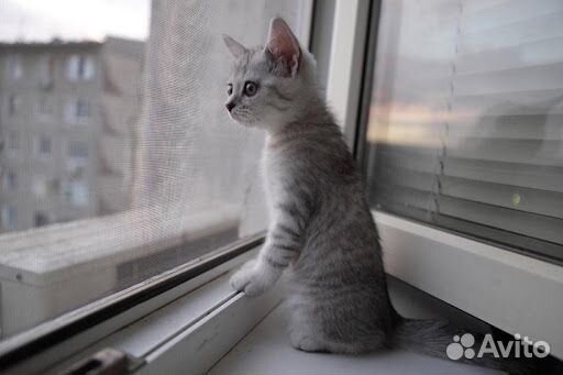 Ремонт окон. Москитные сетки. Ремонт дверей