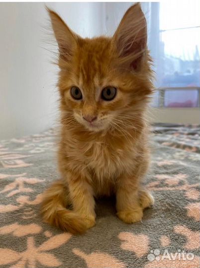 Котенок Мейн-кун
