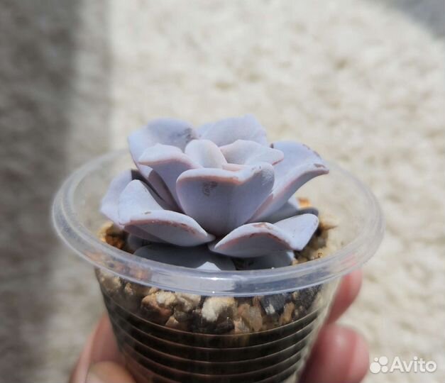 Echeveria Crispate Beauty