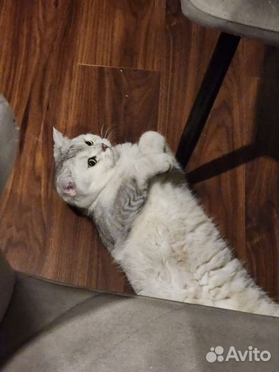 Отдам кота в добрые руки