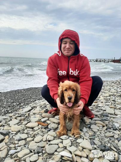 Вязка английский кокер спаниель