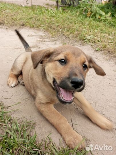 Собака в добрые руки отдам бесплатно