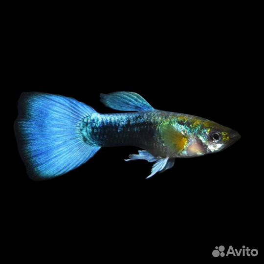 Неончики, аквариумные рыбки, корма, раки, креветки