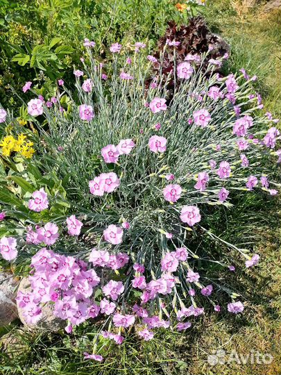 Гвоздика травянка, флокс шиловидный розовый