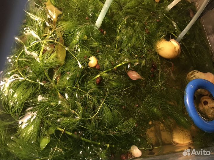 Улитки ампулярии