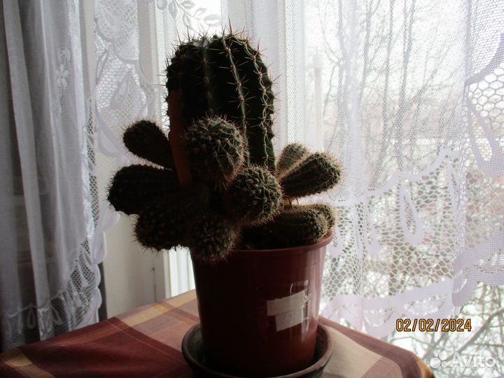 Кактусы и алоэ