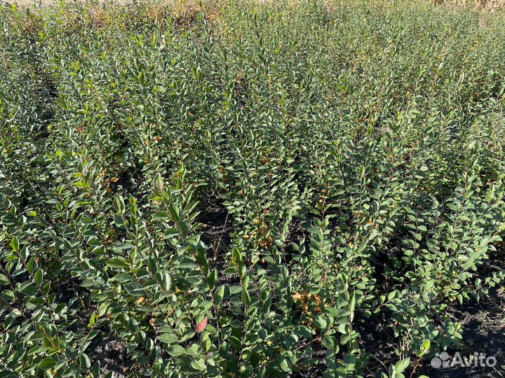 Кизильник блестящий