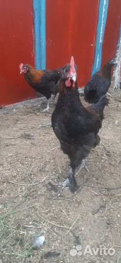 Молодые петухи
