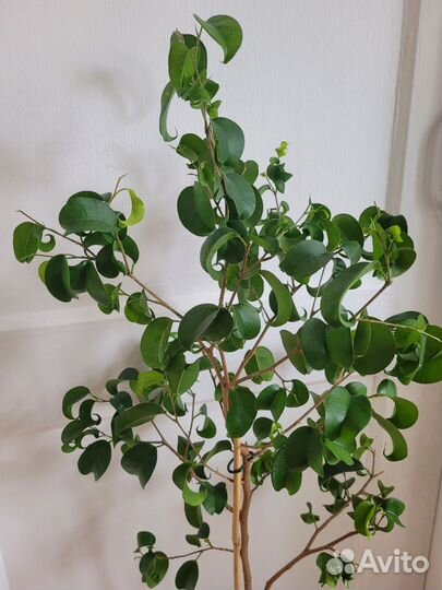 Фикус Букле