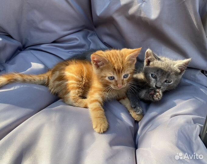 Котята (1 вислоухий)