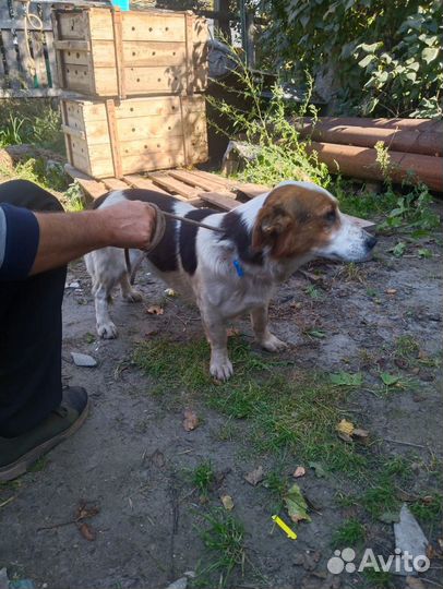 Эстонская гончая