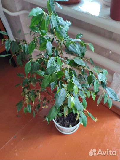 Комнатные растения