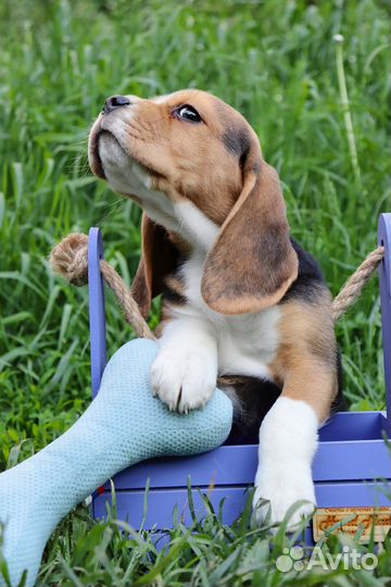 Щенки Бигль