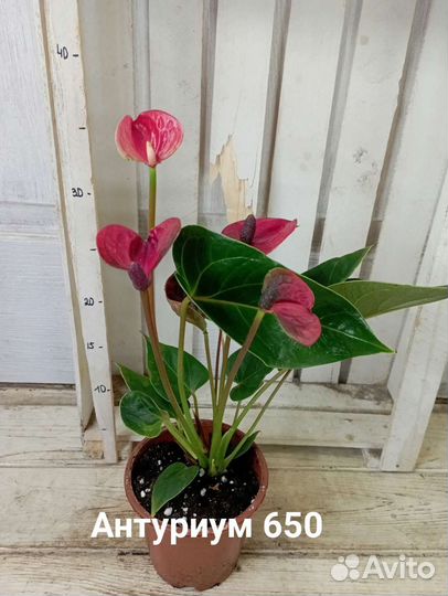 Комнатные цветы растение Антуриум три сорта