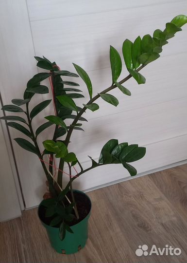 Замиокулькас