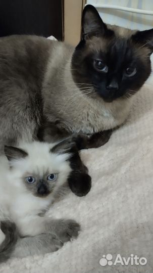 Тайская кошечка