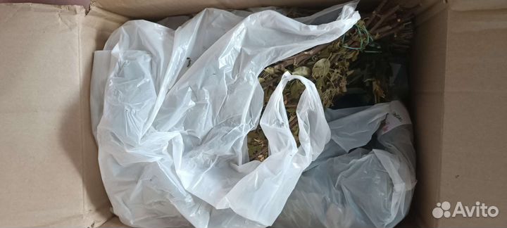 Травы для шиншилл и дегу