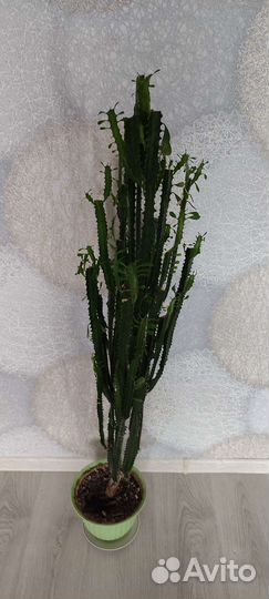 Молочай трехгранный