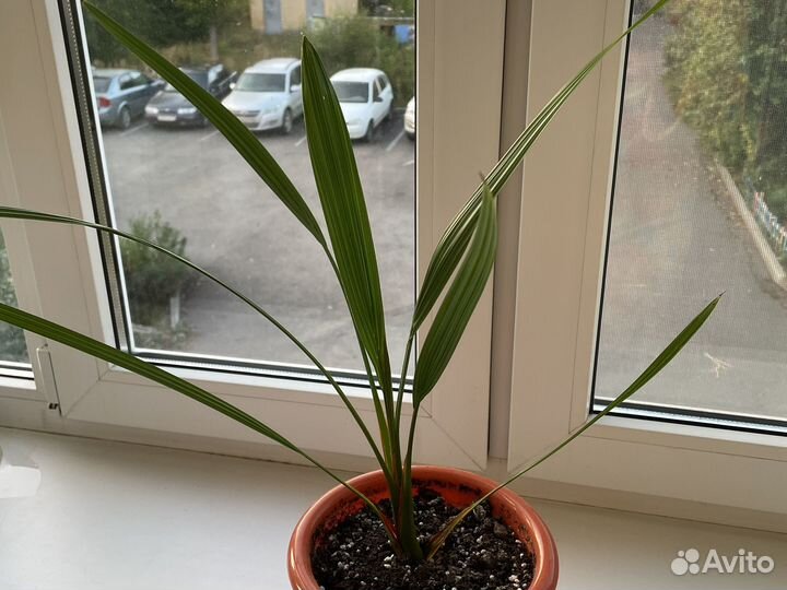 Финиковая пальма