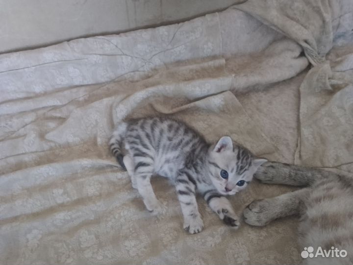 Кошка