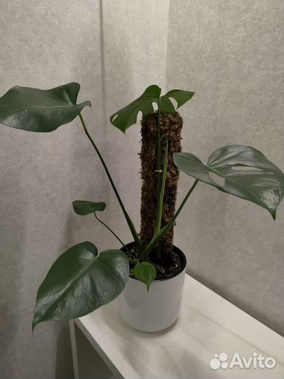 Тотем для растений с мхом