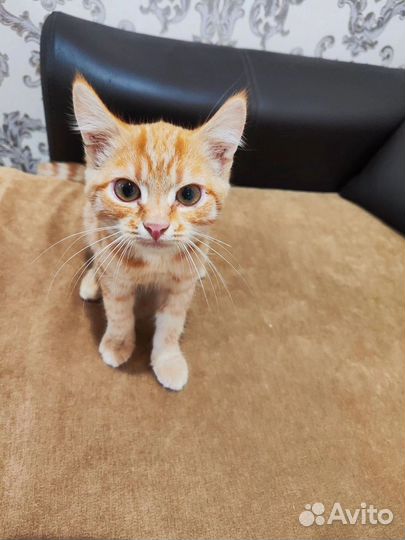 Отдаем котят в добрые руки