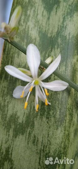 Сциндапсус эпипремнум, плющ, хлорофитумы