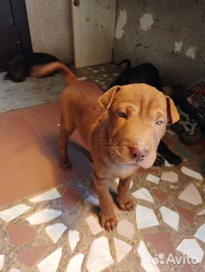 Щенки шарпей