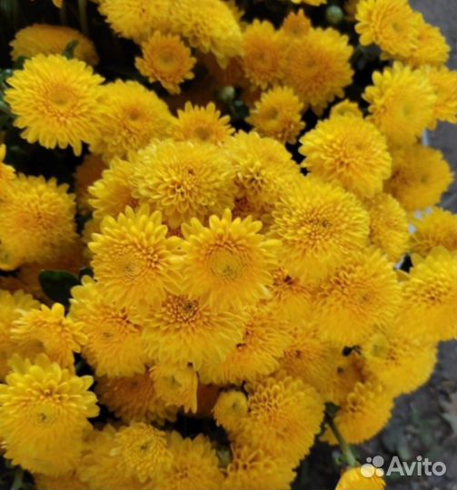 Хризантема корейская ярко-жёлтые