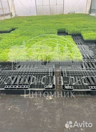 Горная сосна Мугус сеянцы зкс для лесовосстановлен