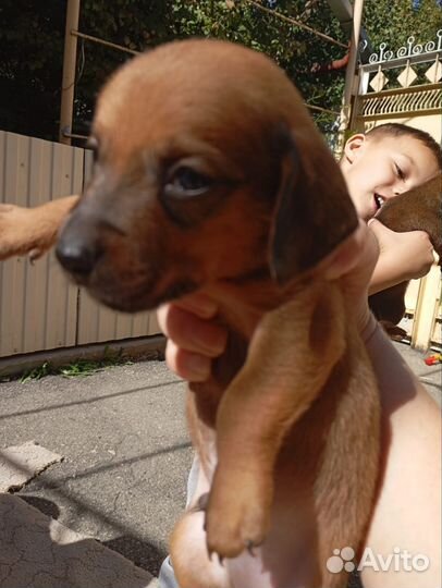 Отдам в добрые руки