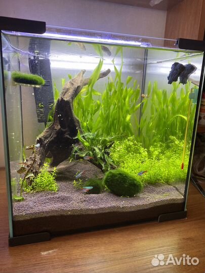 Аквариум с рыбами