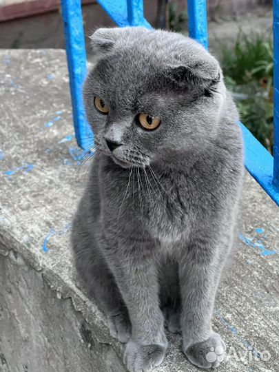Шотландская вислоухая кошка