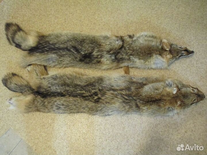 Шкуры койота