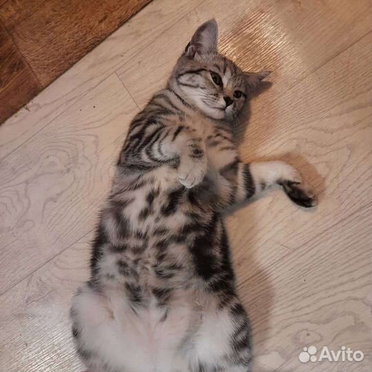 Шотландская прямоухая кошка